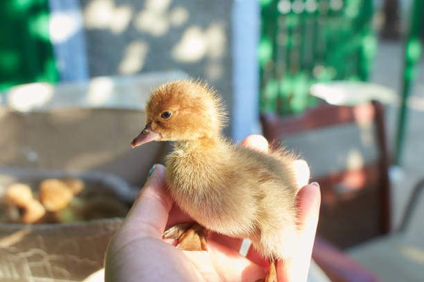 a duckling is a baby duck. ducklings usually learn to swim by following their mother to a body of water.soon after all the ducklings hatch, the mother duck leads them to water. - pinto wharf imagens e fotografias de stock