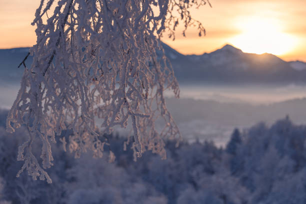 A serene high-altitude winter landscape featuring a single trail of deep footprints leading up a snow-covered mountain slope. The scene is captured at sunset, with the sun low on the horizon casting a warm, golden glow across the textured snow and misty valley. Two solitary, frost-covered trees stand on the hillside under a soft, clear sky. This composition evokes strong themes of journey, isolation, and the quiet beauty of nature.