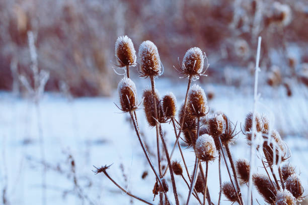 istock A stunning winter landscape shot depicting a plan covered in snow 1473297362