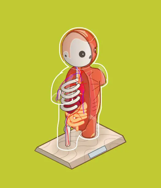 Vector illustration of anatomical human torso model