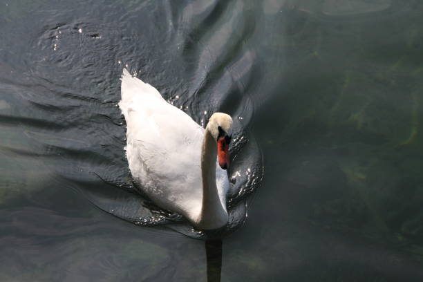 istock a swan on the water 1473300104