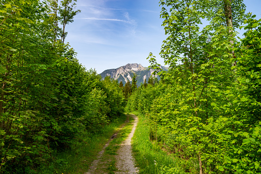 Gravel road through the green forest on a beautiful day, blue sky with white clouds and mountain peak in the background, Tyrol, Austria