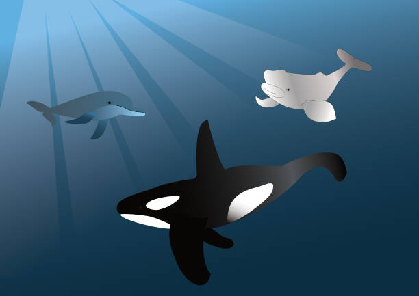 Dolphin, Orca and Beluga whale Dolphin, Orca and Beluga whale 100% free from illustration beluga whale jumping stock illustrations