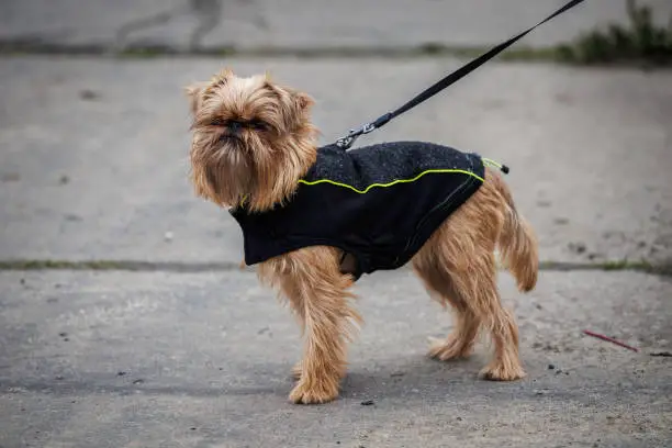 Dog walking on street. Brussels Griffon wearing dog suit.