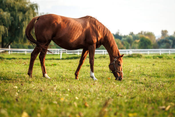 istock Red horse on pasture 1473300426