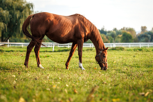 Red thoroughbred horse grazing grass on pasture. Animal farm