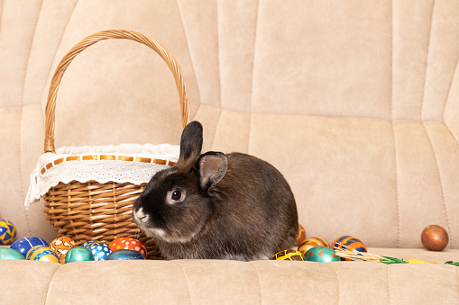 A cute Easter brown rabbit sits on a couch with painted eggs