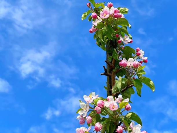 istock Spring blossom flowers white pink apple tree in orchard against blue sky. 1473304162