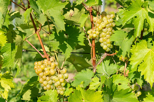 Grape Clusters on the Vine Cultivated on Farm. Macro. Vitis vinifera.