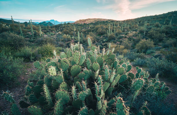istock Prickly pear cactus overlooks Superstition Wilderness before sunrise 1473305437