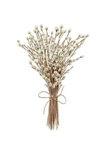 Vintage bouquet with spring willow twigs flowers isolated on white background. Watercolor hand drawn illustration sketch