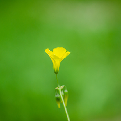 Beautiful yellow flower on a green background in full focus, macro photography. Beautiful landscape with flowers. Blooming flowers.