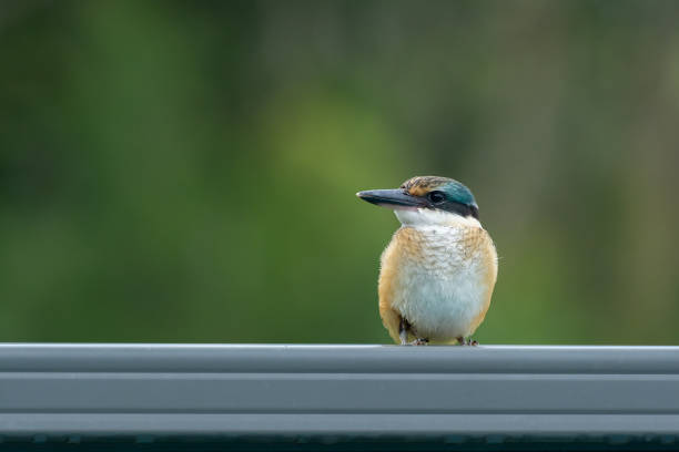 Sacred Kingfisher on a fence A Sacred Kingfisher bird perched on a green metal fence with a green blurry background todiramphus sanctus stock pictures, royalty-free photos & images