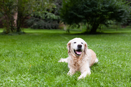 Happy golden retriever dog enjoying outdoors on the green grass. Summer in a city park. Pets welfare concept.