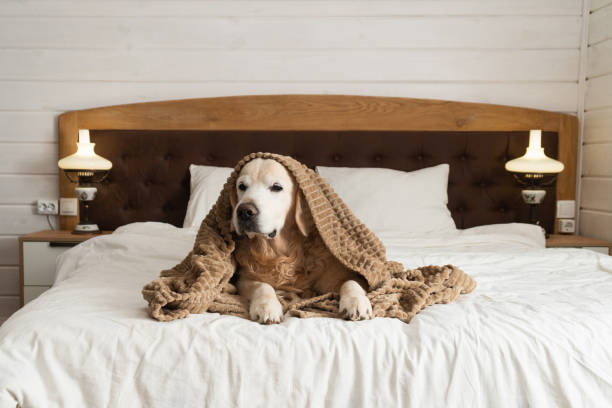istock Golden retriever dog under plaid on the bed 1473310081
