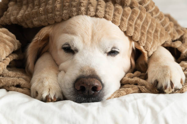 Golden retriever dog under plaid on the bed