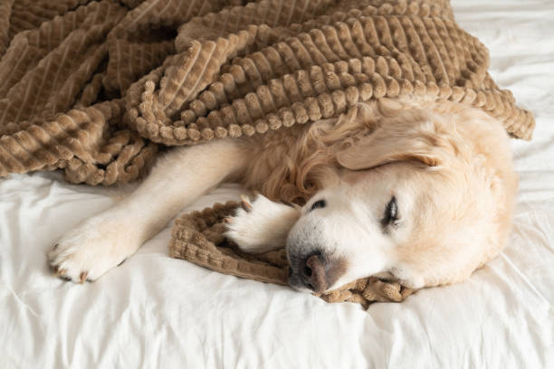 istock Golden retriever dog under plaid on the bed 1473310088