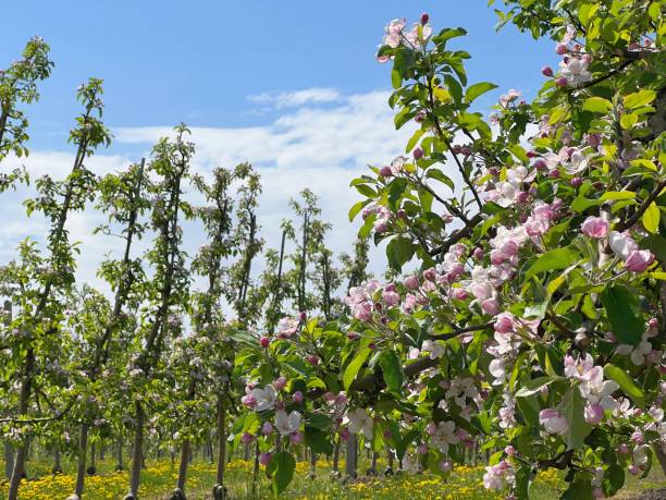 istock Spring garden apple blossoming trees in bloom, rural scene. 1473310496