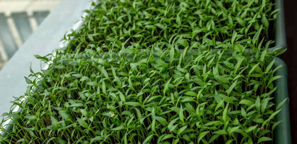 istock Pepper seedlings in a tray, growing seedlings, close-up. 1473310649