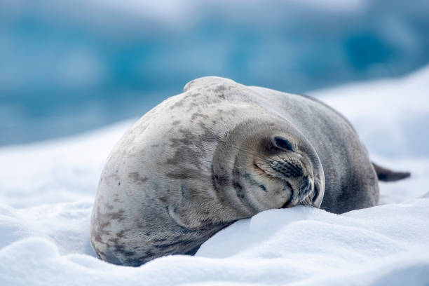 foca de weddel ((leptonychotes weddellii)) en un témpano de hielo de cerca - antártida - foca fotografías e imágenes de stock