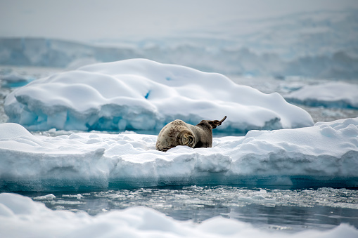 Polar bear (Ursus maritimus) resting on an iceberg in front of a glacier, Spitsbergen
