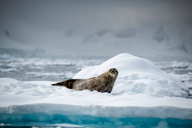 istock Weddel Seal ((Leptonychotes weddellii)) on an ice floe close up -  Antarctica 1473315217