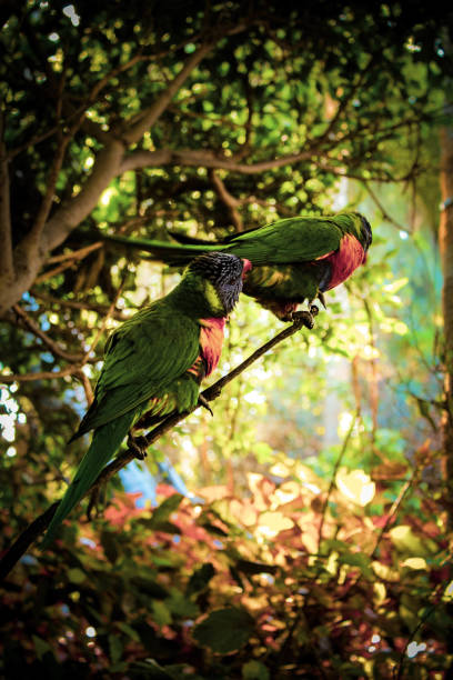 istock Bird shot in Tenerifs 1473315507