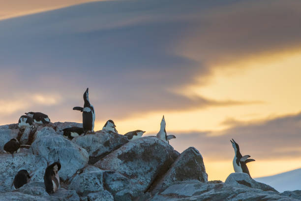 istock chinstrap penguins in a colony singing at sunset at  Hydrurga rocks (Pygoscelis antarcticus) - Antarctica 1473316065