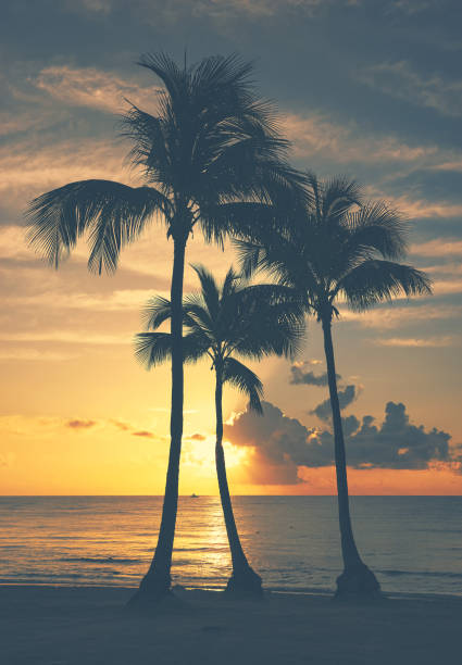 istock Coconut palm tree silhouettes on a tropical beach at sunrise. 1473318331