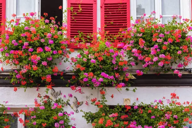 windows with red shutters decorated with geranium flowers