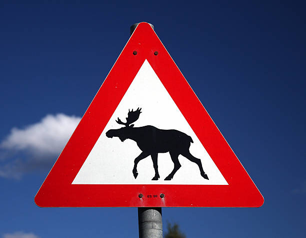 istock Road sign - Moose crossing 147332123