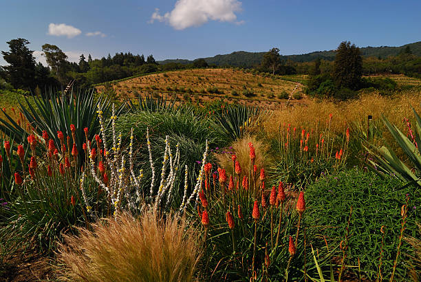 nostro box icludono snack vineyard - vineyard sonoma county california panoramic foto e immagini stock