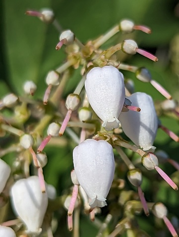 Close up of cluster of white urn-shaped flowers and developing fruits