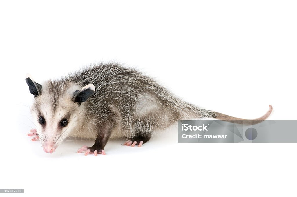 Didelphis Virginiana - Royalty-free Opossum Foto de stock