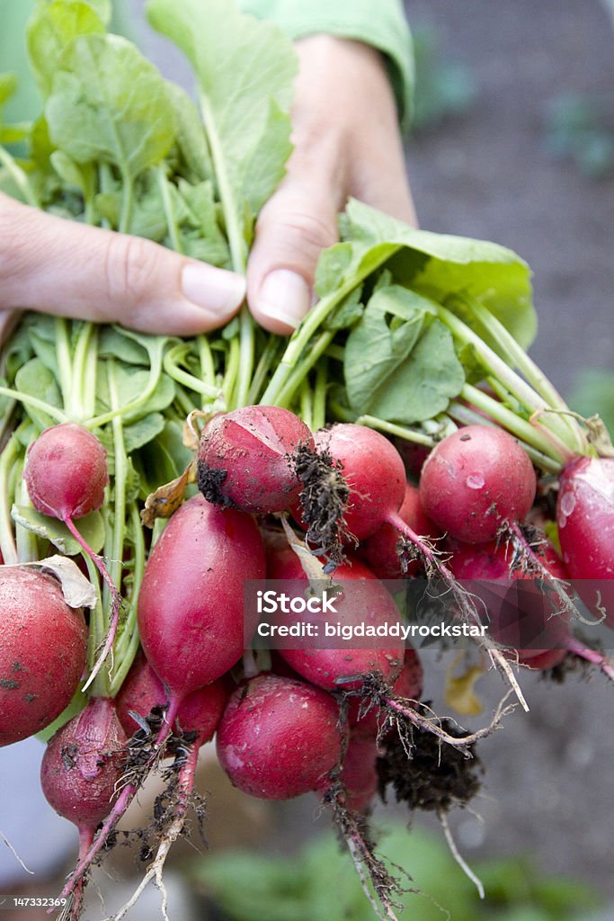 Récolte de radis - Photo de Aliment libre de droits