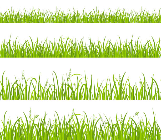 Green grass seamless meadow border Green grass. Vector set of seamless fresh grass meadow border, tufts of grass, lawns, field isolated on white background. Spring or summer lawn panoramic landscape.Horizontal herbal background national grassland stock illustrations