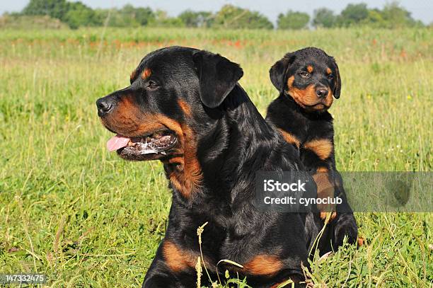 Rottweiler And Puppy Stock Photo - Download Image Now - Dog, Large, Small