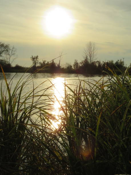 istock Reeds by the water 1473325899