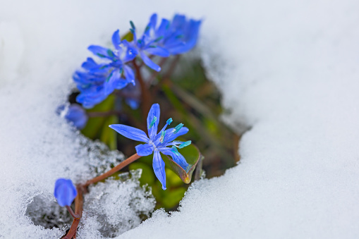 First spring blue scilla flowers under snow in March