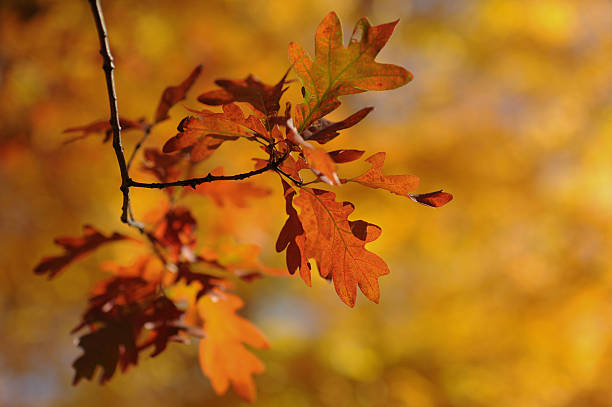 Oak leaves in fall stock photo