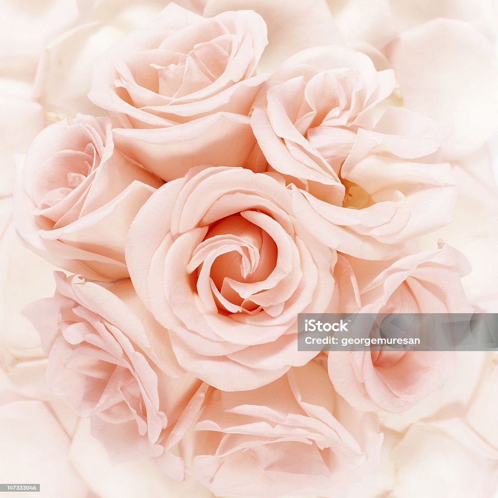 Rosa Rose - Foto stock royalty-free di Amore