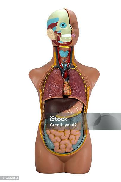 Model Of The Human Body I Isolated On White Stock Photo - Download Image Now - Abdomen, Anatomical Model, Anatomy