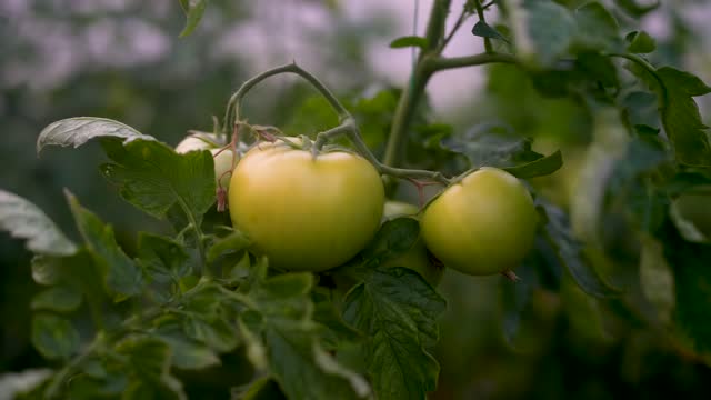 close-up of organic tomatoes at the greenhouse