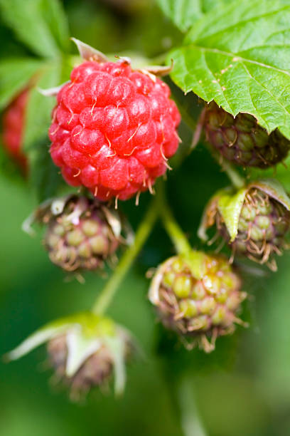 Raspberries stock photo