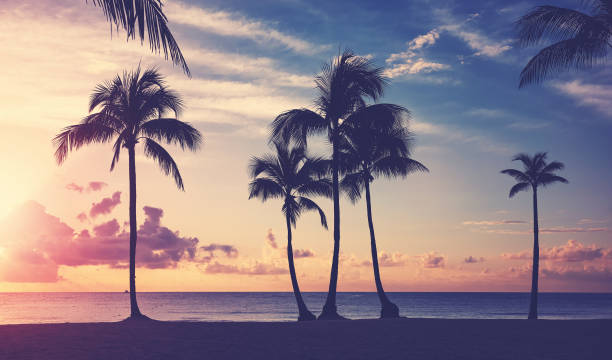 istock Tropical beach with coconut palm tree silhouettes at sunset. 1473333862