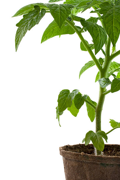 istock new tomato plant in biodegradable peatpot 147333451