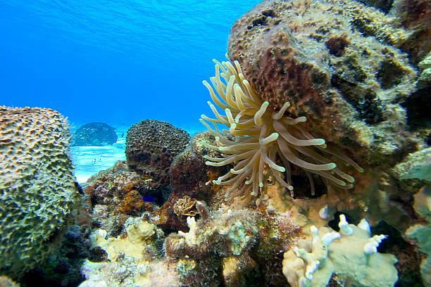 istock Sea Anemone, Cozumel, Mexico 147333571