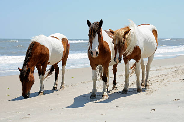 Wild Horses walking the Beach at Assateague Island The wild horses of Assateague Islands roam free along the beach of this barrier island in Maryland. These horses are said to be descendants of horses brought to islands along the coast in the late 17th century. Visitors can walk along the shore and see these animals in their natural environment. assateague island national seashore photos stock pictures, royalty-free photos & images