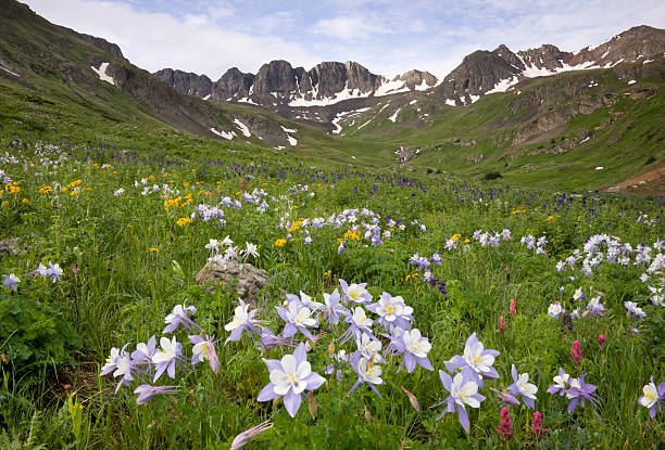 istock Beautiful Wildflower & Mountain Scene 147333744