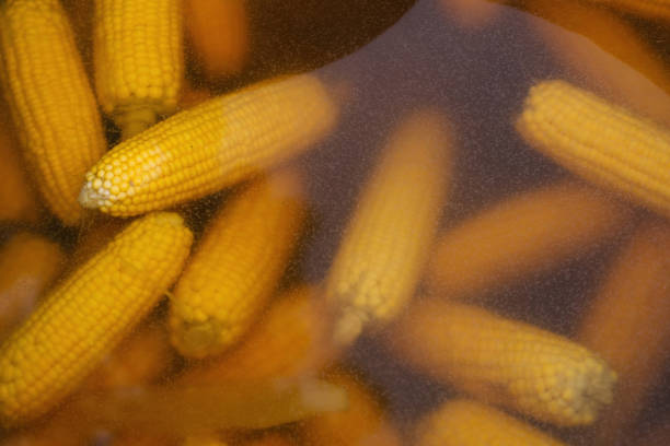 Masala Bhutta (Chargrilled corn) a favourite monsoon eating of India display in a serving dish with a glass of juice.